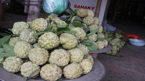 Thương lái Trung Quốc thu mua hạt na ở Lạng Sơn - 1 Thương lái Trung Quốc thu mua hạt na ở Lạng Sơn