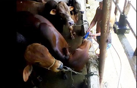 Kinh hãi bơm nước tăng trọng cho bò - 1 Người đàn ông bắt đầu thọc ống bơm nước sâu vào bụng bò để bơm.