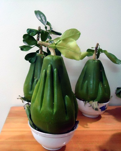 Trái bưởi có hình bàn tay Phật rất mềm mại.