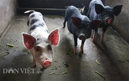 Lựa chọn giống lợn Lửng để hạn chế tiếng ồn xung quanh.