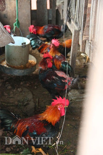 Để không gây mùi, ông chủ mô hình này luôn giữ chuồng trại khô ráo, thoáng mát và sạch sẽ.