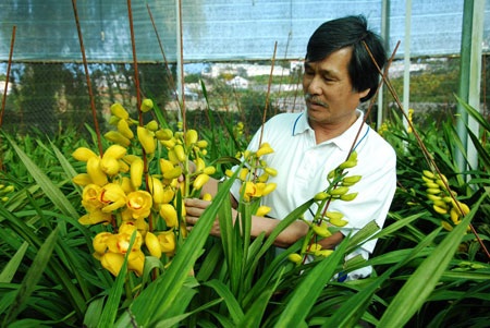 Địa lan nở sớm, nhà vườn “mếu máo” lo mất Tết - 2 Ông Quỳnh buồn bã nhìn hoa nở sớm
