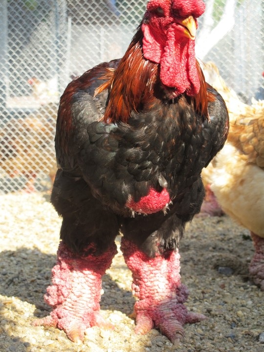 Một con gà trống Đông Tảo thuần chủng trưởng thành ở trại gà ông Phúc. Ảnh: Văn Duẩn