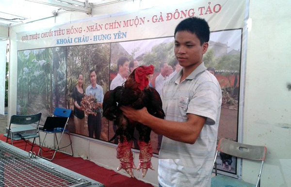 Gà đẹp nhất làng Đông Tảo: Đấu giá 5 triệu đồng/kg không bán - 1 Theo