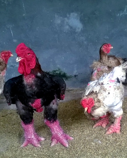 Gà đẹp nhất làng Đông Tảo: Đấu giá 5 triệu đồng/kg không bán - 2 Theo