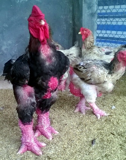 Gà đẹp nhất làng Đông Tảo: Đấu giá 5 triệu đồng/kg không bán - 4 Theo
