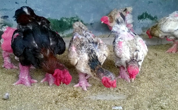 Gà đẹp nhất làng Đông Tảo: Đấu giá 5 triệu đồng/kg không bán - 6 Theo