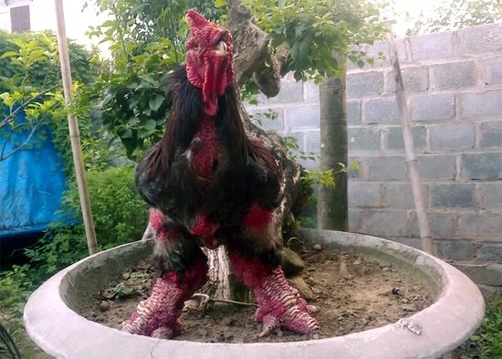 Gà đẹp nhất làng Đông Tảo: Đấu giá 5 triệu đồng/kg không bán - 7 Theo