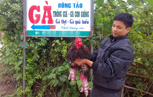 Gà đẹp nhất làng Đông Tảo: Đấu giá 5 triệu đồng/kg không bán - 8 Theo