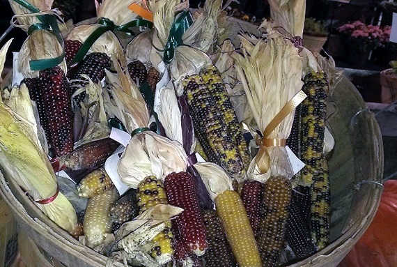 Sang Mỹ săn "ngô kim cương cầu vồng" chiều dân ăn vặt - 5 Tuy nhiên, cũng có loại ngô tím, tối màu nhưng không phải là giống ngô kim cương trên