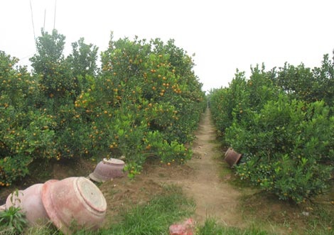 Cây quất cảnh bạc triệu của anh Hải đang bị thối rễ và chết dần.