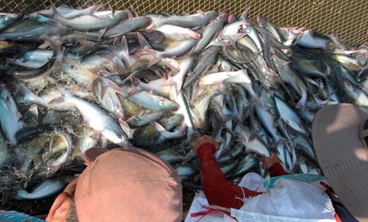 Có 14 bị cáo của doanh nghiệp và 2 chi nhánh ngân hàng phải hầu tòa