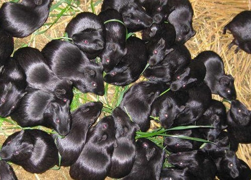 Gián đất, sâu lạ: Hàng "xách tay" Trung Quốc tuồn về Việt Nam - 6 Chồn nhung đen, một loài ngoại lai xâm hại mang nhiều rủi ro