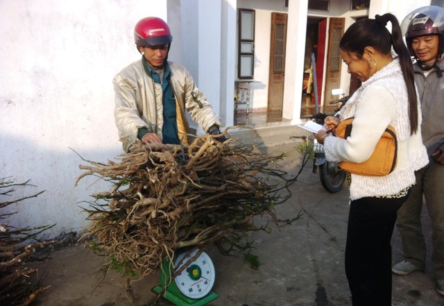 Làng trồng, buôn đinh lăng độc nhất Việt Nam - 1 Người ta thu mua từ cây, lá đến cành, rễ của đinh lăng