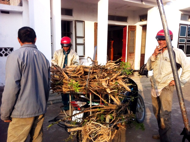 Làng trồng, buôn đinh lăng độc nhất Việt Nam - 2 Người ta thu mua từ cây, lá đến cành, rễ của đinh lăng