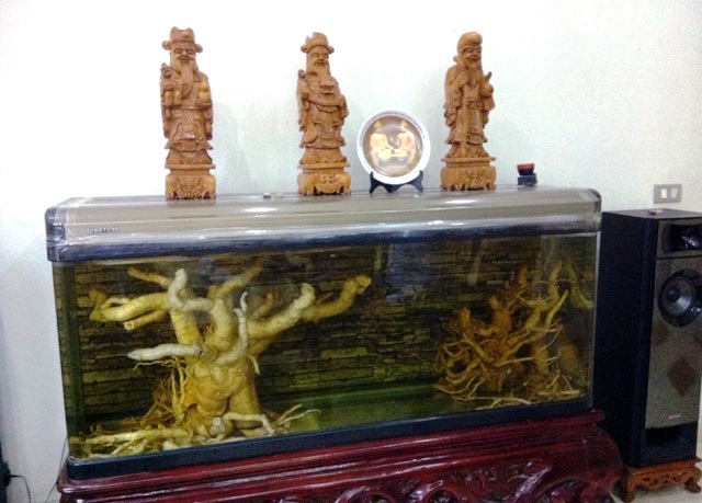 Làng trồng, buôn đinh lăng độc nhất Việt Nam - 3 Cây đinh lăng khủng được ngâm trong bể cá cảnh