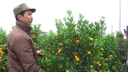 Ông Nguyễn Vũ Khánh thẫn thờ với vườn quất đã chết hơn nửa.