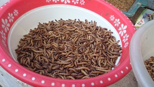 Gián đất, sâu lạ: Hàng "xách tay" Trung Quốc tuồn về Việt Nam - 2 Sâu lạ bị cấm nuôi, cấm nhập khẩu nhưng đang được bày bán công khai