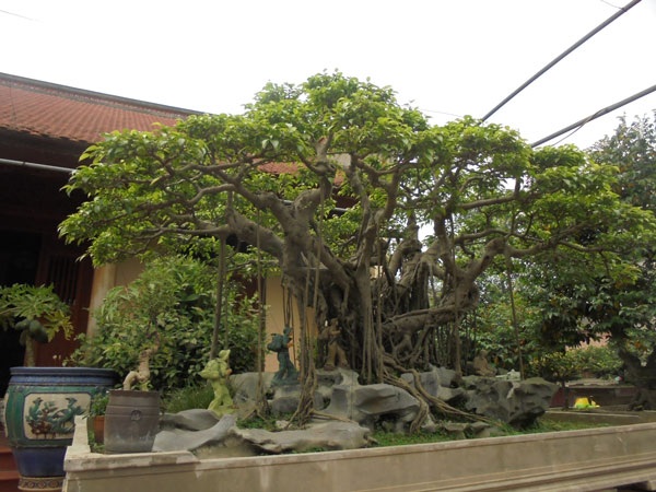 Đại gia mua chè sen chục triệu, cây tiền tỷ chơi Tết - 1 Siêu cây Bác đang cùng chúng cháu hành quân của ông Nguyễn Văn Ngọ