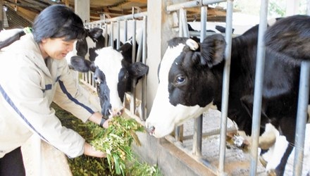 Nông dân lo phải đổ sữa ra đường - 1 Một số hộ nông dân đang tìm phương án bán đàn bò sữa.