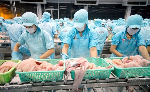 99% cá tra Việt Nam xuất khẩu ở dạng sơ chế
