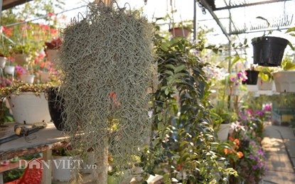 Bỏ bạc triệu mua cây không khí về chơi Tết - 1 Cây không khí có đặc tính không cần đất, không cần nước mà vẫn có thể sống được.