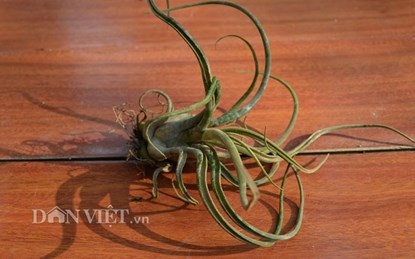 Bỏ bạc triệu mua cây không khí về chơi Tết - 5 Một cây có tên là Bạch tuộc.
