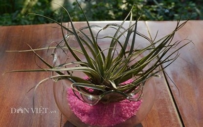Bỏ bạc triệu mua cây không khí về chơi Tết - 6 Một cây có tên là Thanh phong.