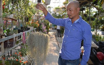 Bỏ bạc triệu mua cây không khí về chơi Tết - 8 Một cây có tên là Thanh phong.