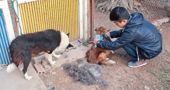 Dịch vụ trông thú cưng hốt bạc triệu dịp Tết