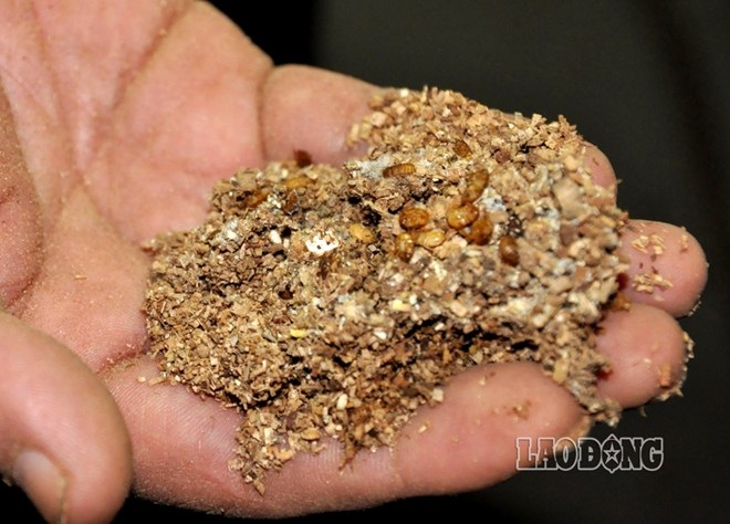 Gián đất, sâu lạ: Hàng "xách tay" Trung Quốc tuồn về Việt Nam - 1 Những con gián con nở từ trứng được tuồn từ TQ về ở Bắc Ninh