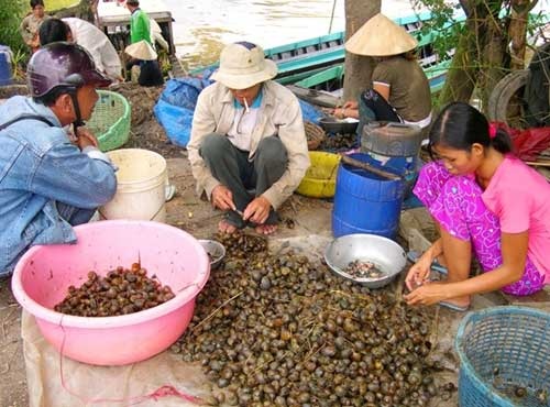 Gián đất, sâu lạ: Hàng "xách tay" Trung Quốc tuồn về Việt Nam - 3 Ốc bươu vàng, sinh vật ngoại lai phá hoại mùa màng.
