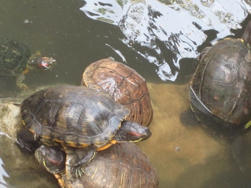 Gián đất, sâu lạ: Hàng "xách tay" Trung Quốc tuồn về Việt Nam - 4 Rùa tai đỏ, sinh vật ngoại lai gây mất cân bằng hệ sinh thái môi trường