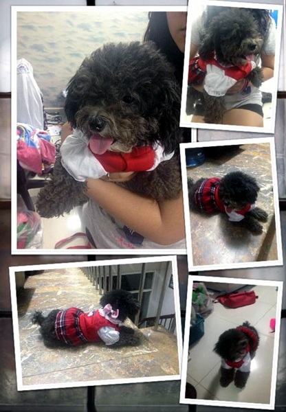 Thú cưng diện quần áo thời trang được chủ chụp hình khoe trên FB cá nhân