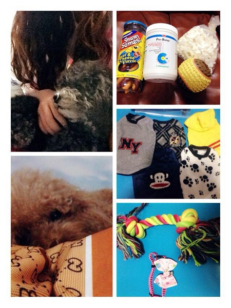 Thú cưng diện quần áo thời trang được chủ chụp hình khoe trên FB cá nhân