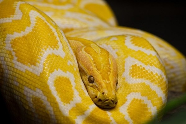 Nuôi thú cưng đắt giá, thú chơi mới của các đại gia - 1 Trăn Albino python, thú cưng đắt giá nhất của giới đại gia