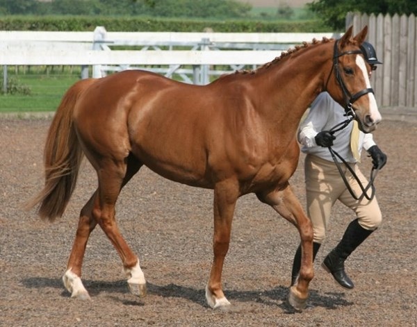 Nuôi thú cưng đắt giá, thú chơi mới của các đại gia - 5 Trăn Albino python, thú cưng đắt giá nhất của giới đại gia