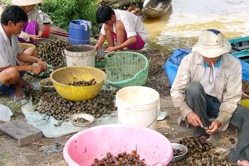 Chiêu hiểm thương lái Trung Quốc: Mua rễ hồ tiêu, hoa thanh long - 10 Chiêu hiểm thương lái Trung Quốc: Mua rễ hồ tiêu, hoa thanh long
