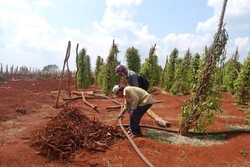 Chiêu hiểm thương lái Trung Quốc: Mua rễ hồ tiêu, hoa thanh long - 6 Chiêu hiểm thương lái Trung Quốc: Mua rễ hồ tiêu, hoa thanh long