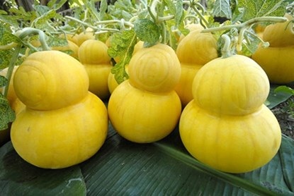 Những loại dưa hấu bạc triệu nào “hot” nhất Tết này? - 3 Những loại dưa hấu bạc triệu nào “hot” nhất Tết này?