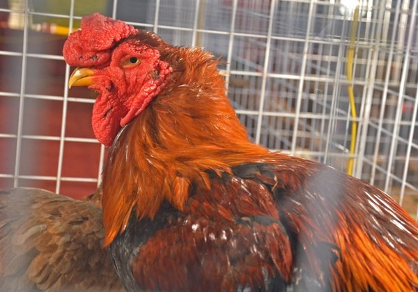 Con gà Đông Tảo có nguồn gốc từ Hưng Yên có giá 9 triệu đồng.