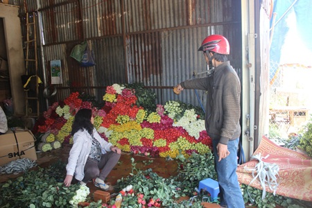 Hoa hồng Đà Lạt tăng giá đột biến dịp Valentine - 4 Giá hoa hồng cũng tăng đột biến.