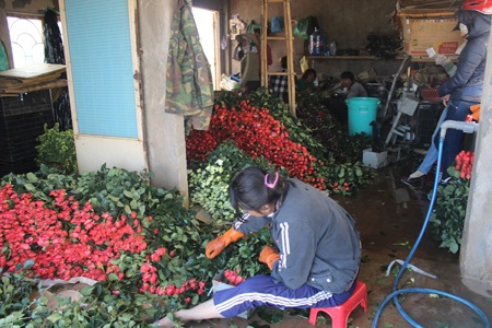 Hoa hồng Đà Lạt tăng giá đột biến dịp Valentine - 5 Giá hoa tăng đột biến do thời tiết năm nay không thuận lợi.