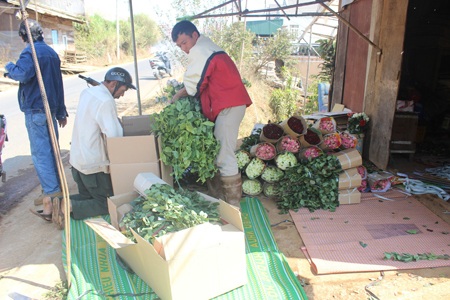 Hoa hồng Đà Lạt tăng giá đột biến dịp Valentine - 6 Theo các nhà vườn, hoa vẫn không đủ cung ứng cho thị trường