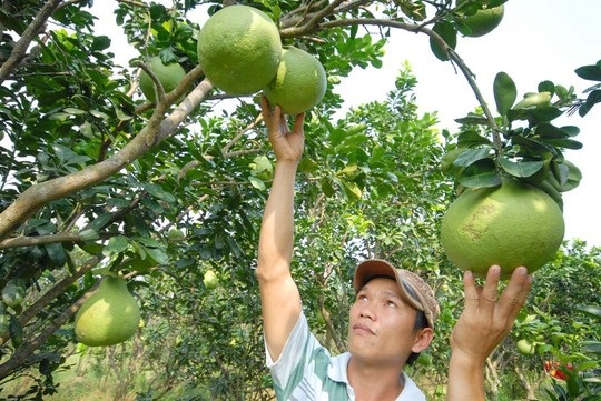 Cầu, sung, dừa, đủ... hốt bạc! - 2 Bưởi da xanh thiết lập giá kỷ lục gần 100.000 đồng/kg Ảnh: Ngọc Trinh