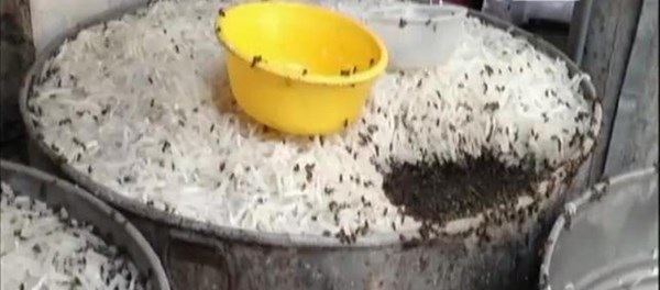 Tất cả mứt dừa sau khi được sơ chế phơi lỏng chỏng trên nền đất, ruồi nhặng bu đầy.