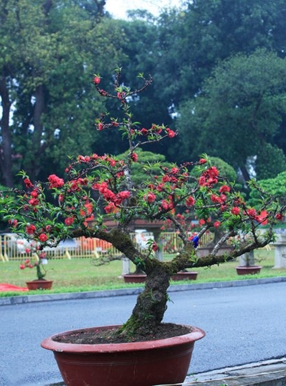 Chiêm ngưỡng đào tiến vua giá 160 triệu chơi Tết - 1 Chiêm ngưỡng đào tiến vua giá 160 triệu chơi Tết