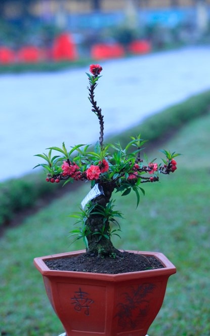 Chiêm ngưỡng đào tiến vua giá 160 triệu chơi Tết - 10 Một cây đào tiến vua có dáng độc
