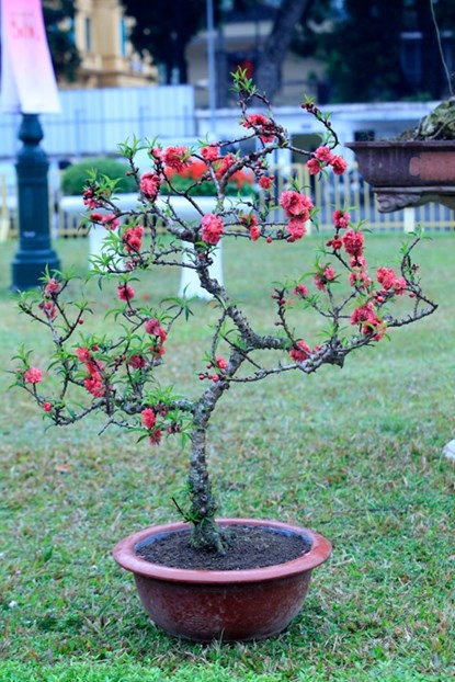 Chiêm ngưỡng đào tiến vua giá 160 triệu chơi Tết - 11 Một cây đào tiến vua có dáng độc