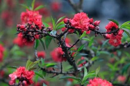Chiêm ngưỡng đào tiến vua giá 160 triệu chơi Tết - 3 Giống đào Thất Thốn còn cho ra hoa kép. Trong một thốn đào, có thể ra vài chục bông hoa cùng lúc